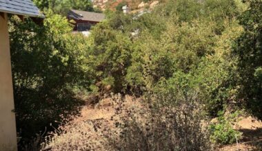 Parts of Ramona can get free chipping service after fire-safety vegetation clearing – San Diego Union-Tribune