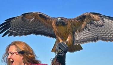 From Valentine Tea at adobe to Hawk Watch – San Diego Union-Tribune