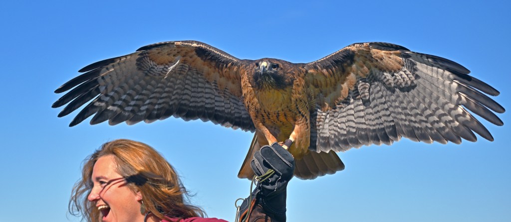 From Valentine Tea at adobe to Hawk Watch – San Diego Union-Tribune