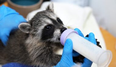 SD Humane Society calls for supplies during virtual baby shower