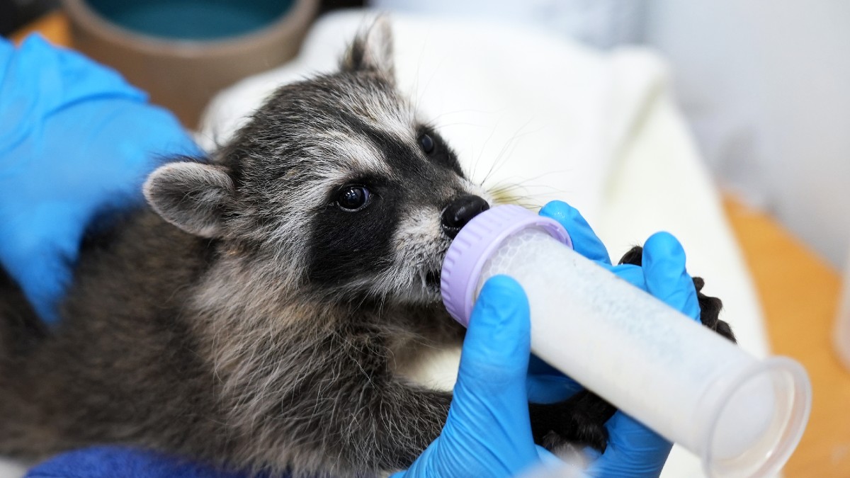 SD Humane Society calls for supplies during virtual baby shower