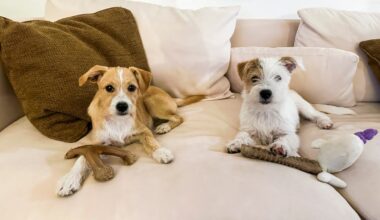 San Diego dogs to be featured in Puppy Bowl XXII – NBC 7 San Diego