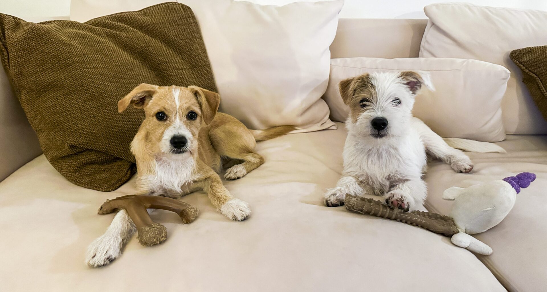 Meet the Puppy Bowl MVPs before the big game — and help local shelter pets