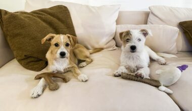 Meet the Puppy Bowl MVPs before the big game — and help local shelter pets