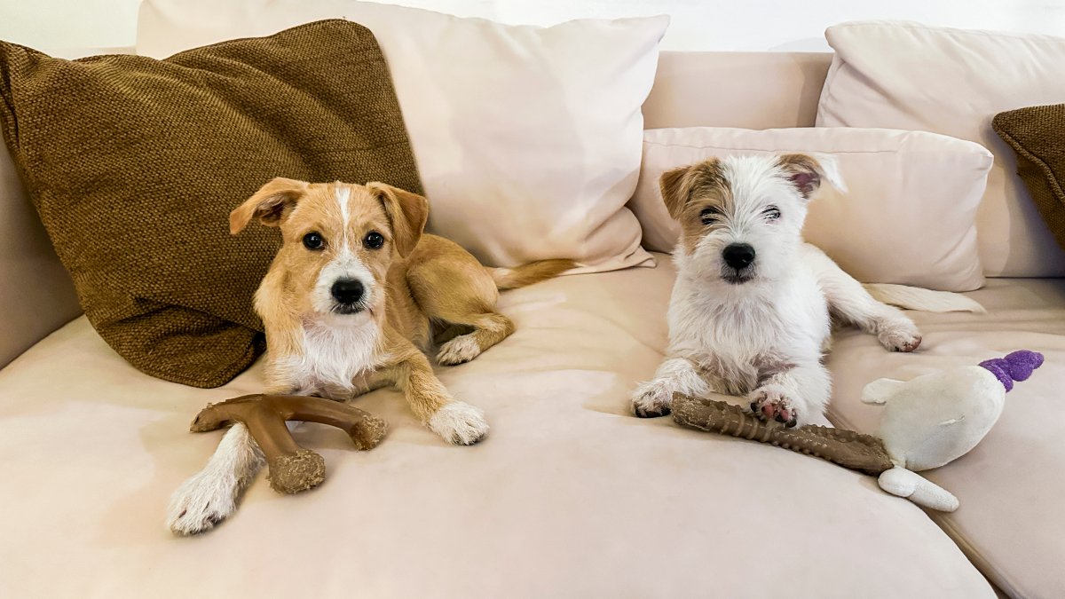 San Diego dogs to be featured in Puppy Bowl XXII – NBC 7 San Diego