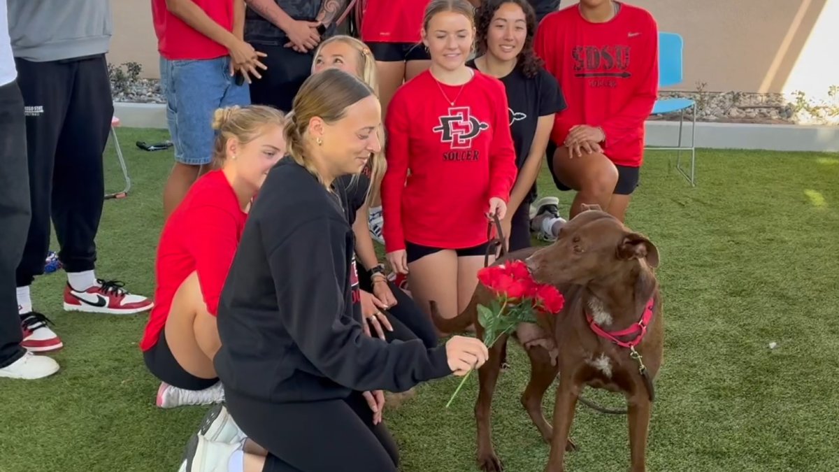 SDSU student-athletes volunteer at SD Humane Society for Valentine’s Day – NBC 7 San Diego