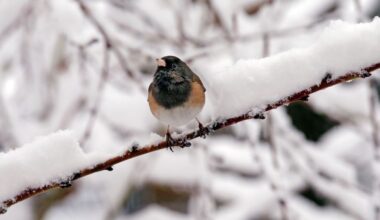 Headline: Why is a little bird tapping on a Los Gatos window?