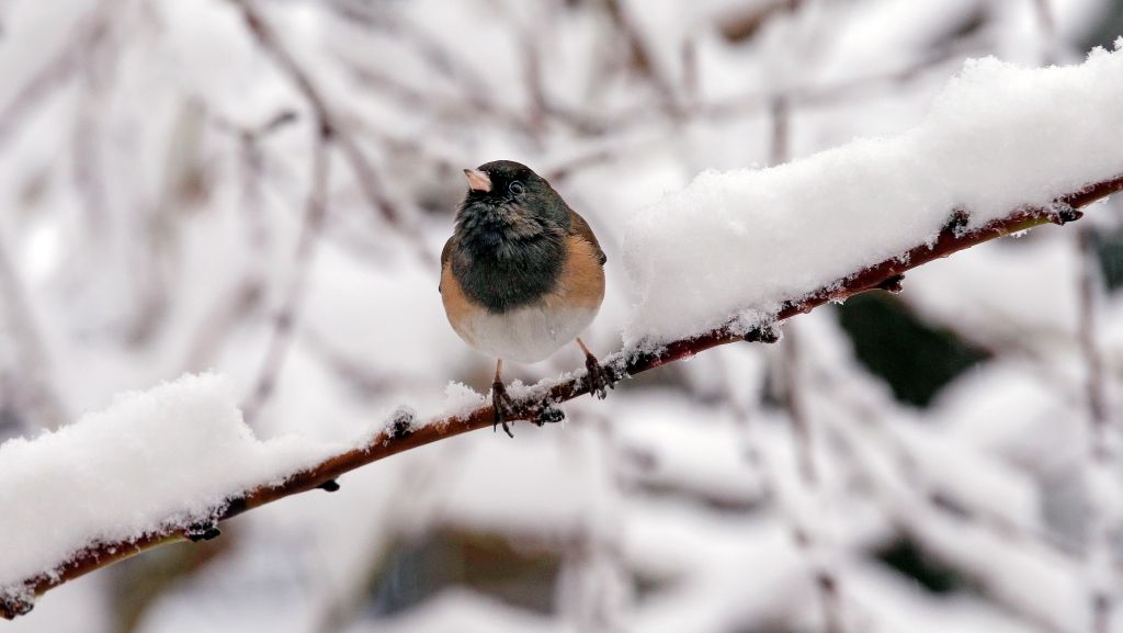 Headline: Why is a little bird tapping on a Los Gatos window?