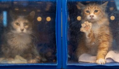 San Jose could be set for a legal showdown over the state of its animal shelter