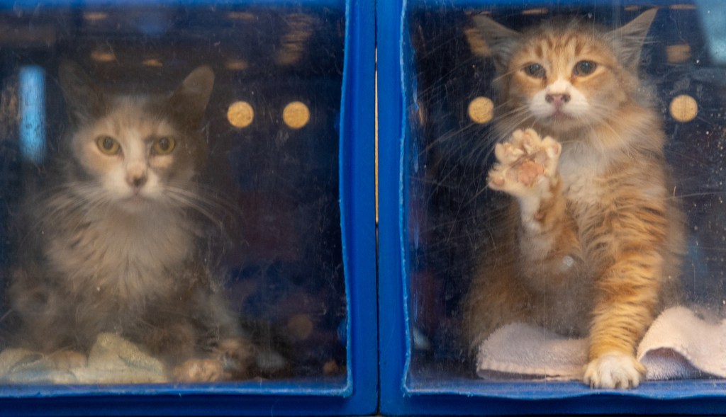 San Jose could be set for a legal showdown over the state of its animal shelter