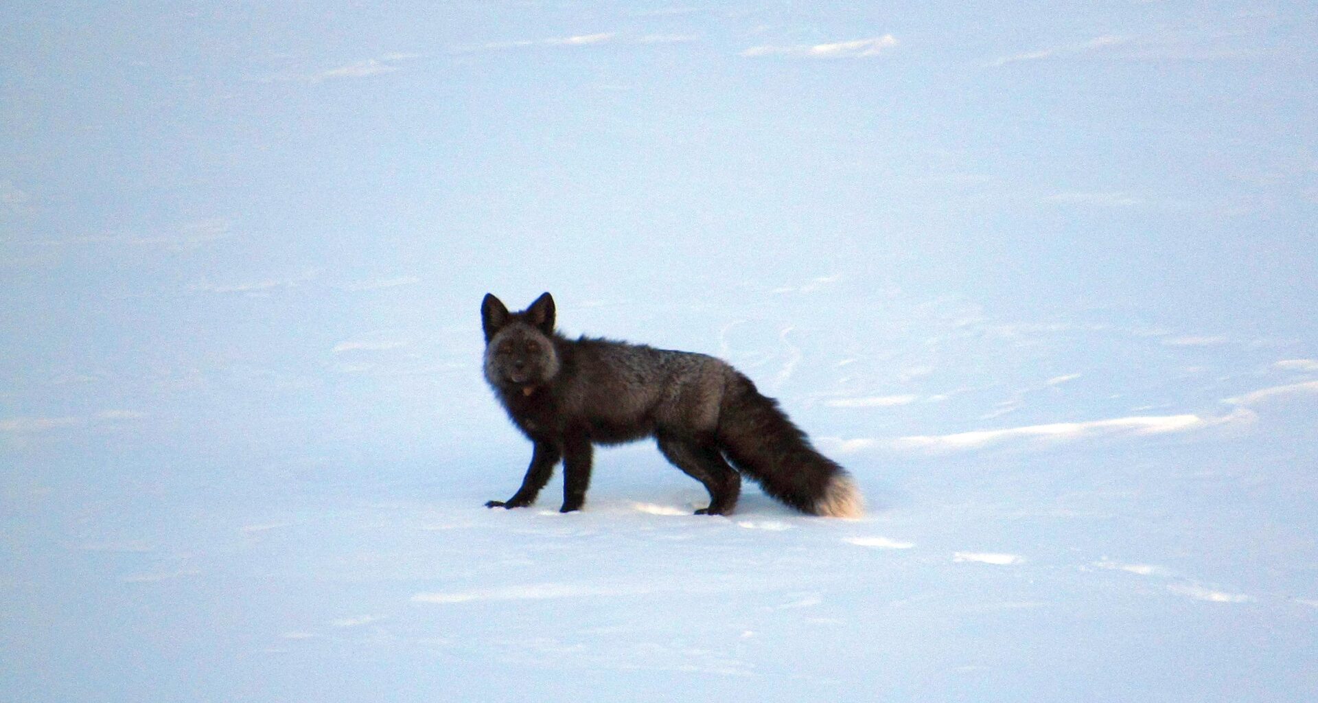Sierra Nevada Red Fox in the snow