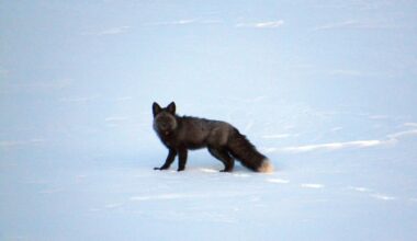 Sierra Nevada Red Fox in the snow
