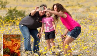 Best places to see the Southern California Super Bloom