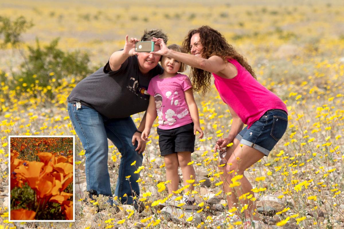 Best places to see the Southern California Super Bloom