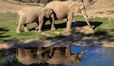So close you can see elephant eyelashes? Welcome to San Diego’s Elephant Valley – Twin Cities