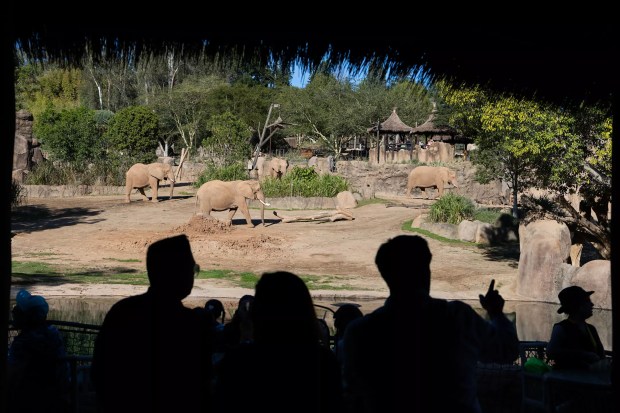 Silhouettes of people with elephants in the background