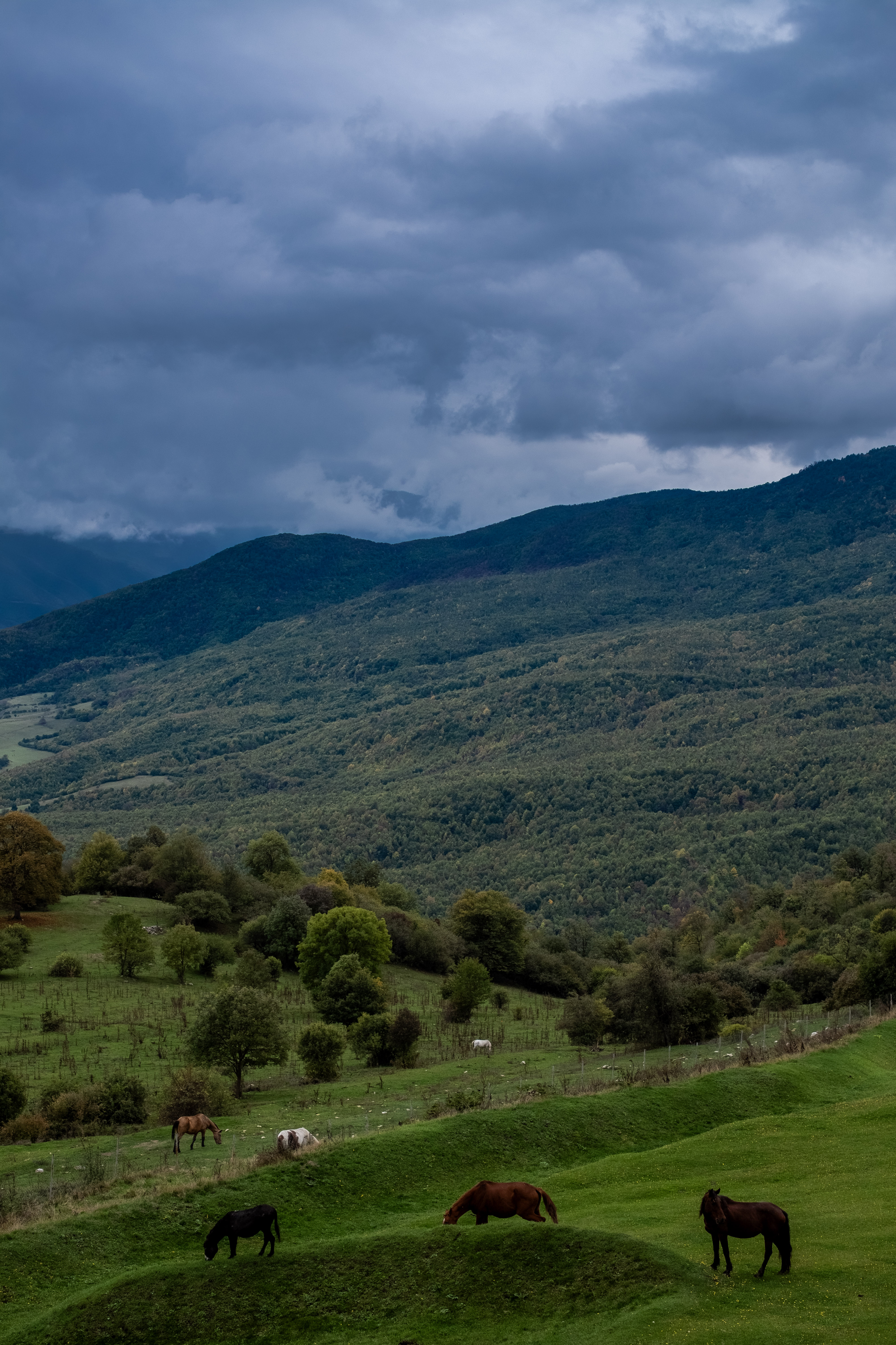 Horses grazing the fields at Apaga Resort in Yenokavan. (Benjamin...