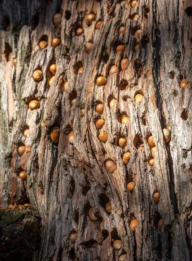 A granary tree where acorn woodpeckers have stored acorns. (Ernie Cowan / For The San Diego Union-Tribune)