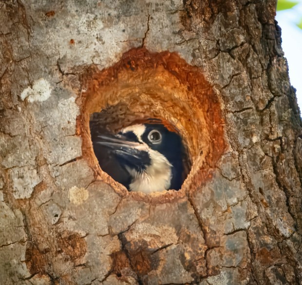 An acorn woodpecker chick peeking out of a nest hole. (Ernie Cowan / For The San Diego Union-Tribune)