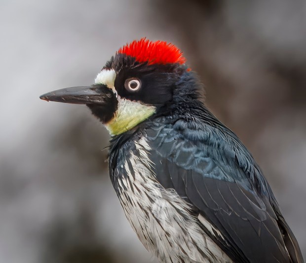 A female acorn woodpecker. (Ernie Cowan / For The San Diego Union-Tribune)