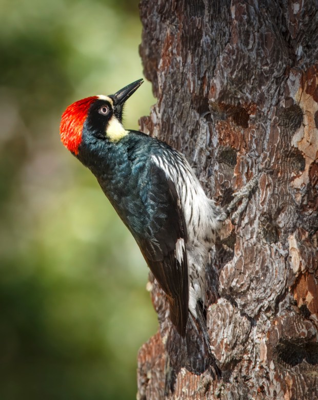 A male acorn woodpecker. (Ernie Cowan / For The San Diego Union-Tribune)