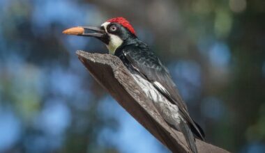 Acorn woodpeckers are a sight — and sound — to behold – San Diego Union-Tribune