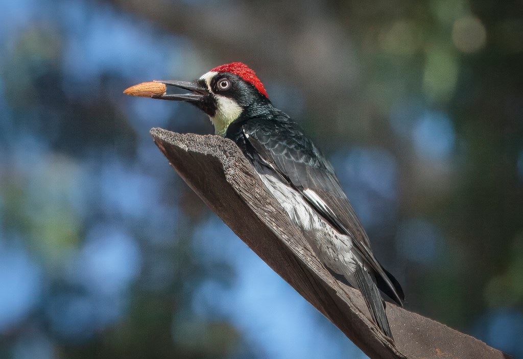 Acorn woodpeckers are a sight — and sound — to behold – San Diego Union-Tribune