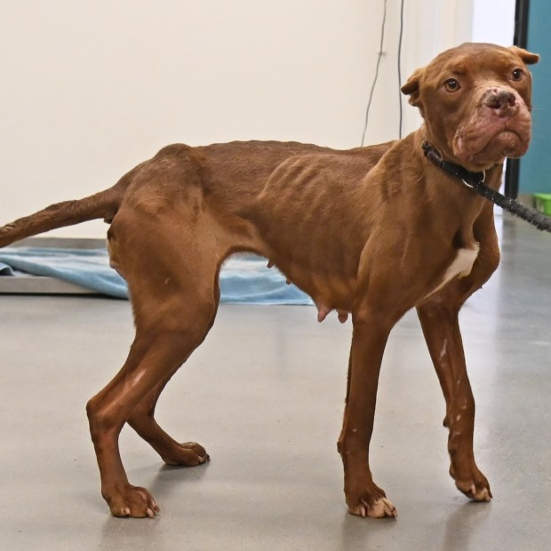 Gertie was found on the side of the road with serious injuries after being part of an illegal dog-fighting operation. (Helen Woodward Animal Center)