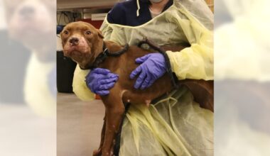 Dog likely used as dog-fighting 'bait' recovering in San Diego
