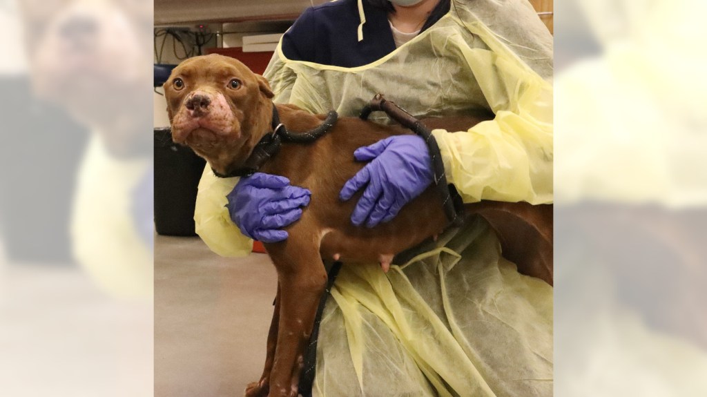 Dog likely used as dog-fighting 'bait' recovering in San Diego