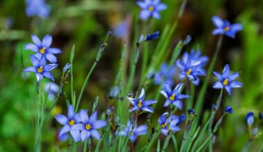 How Southern California’s heavy rains will affect the wildflower bloom – Daily Breeze