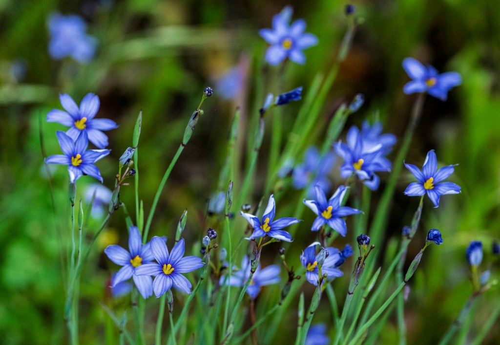 How Southern California’s heavy rains will affect the wildflower bloom – Daily Breeze