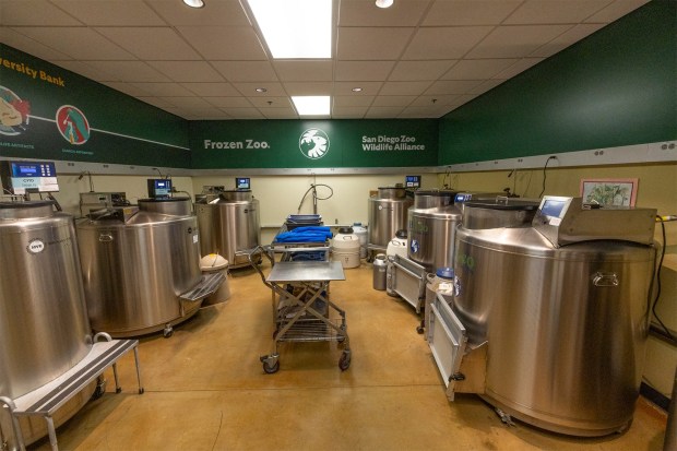 The San Diego Zoo's Frozen Zoo, created more than 50 years ago, banks living cell lines and gametes from endangered species for future research to advance conservation. (San Diego Zoo Wildlife Alliance)