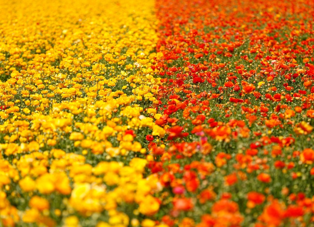 Feb. 27 to March 1 – San Diego Union-Tribune