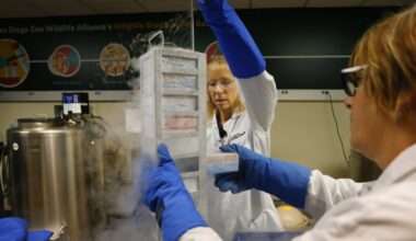 Sequencing work at San Diego’s Frozen Zoo expected to ‘dramatically expand’ science of conservation – San Diego Union-Tribune
