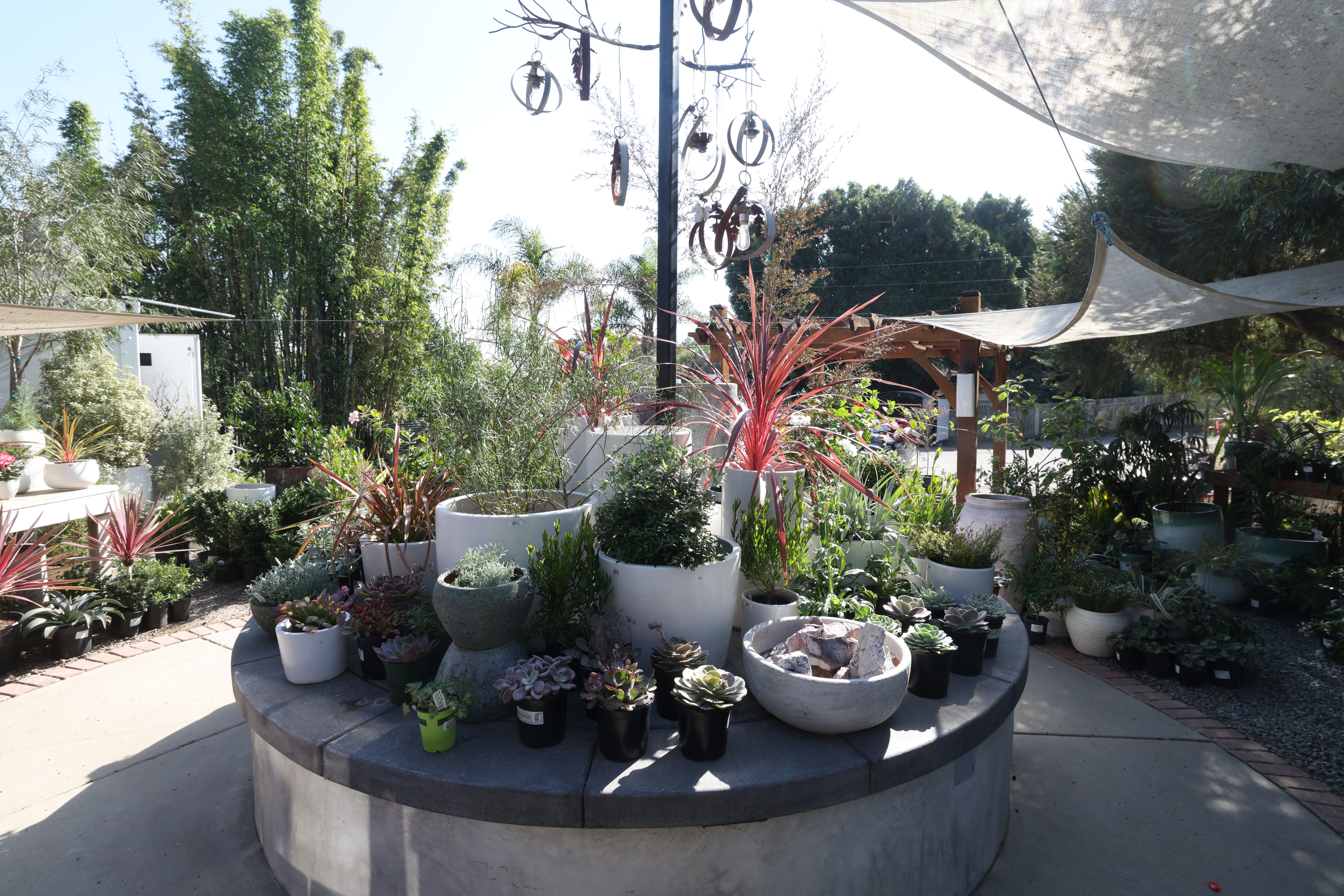 Plants on display at Barrels & Branches in Encinitas on...