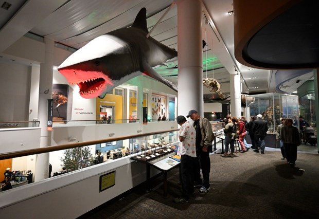 Visitors enjoy Nat at Night at the San Diego Natural History Museum Dec.19, 2025 in San Diego, Calif. (Photo by Denis Poroy)