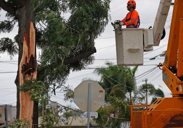 A tree trimmer prepares to cut branches on a tree at the corner of Marlborough Avenue and Wightman Street in City Heights where earlier branches fell and killed a man on Dec. 24, 2025, in San Diego.  (K.C. Alfred / The San Diego Union-Tribune)