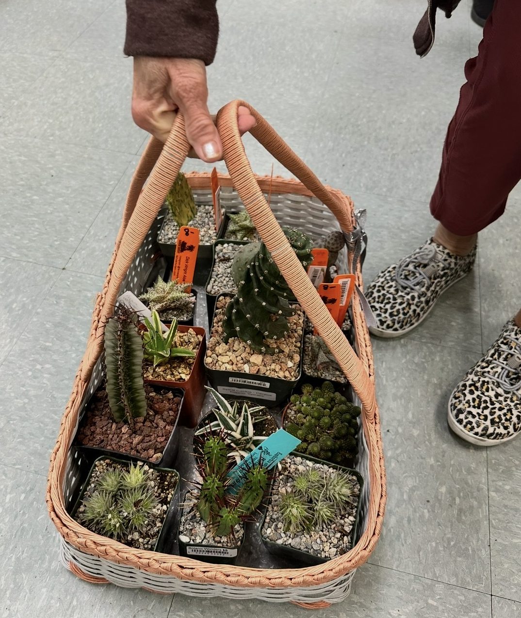 The San Diego Cactus & Succulent Society’s Winter 2026 Show...