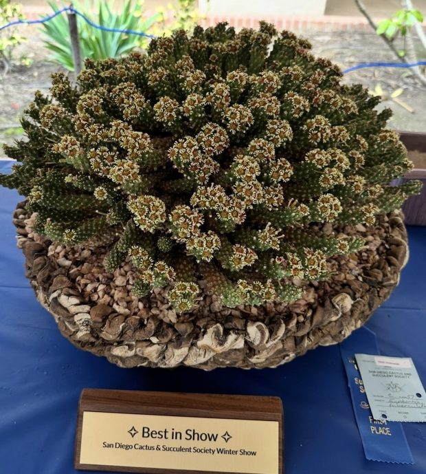 Rare varieties will be on view at the show. (SDCSS)