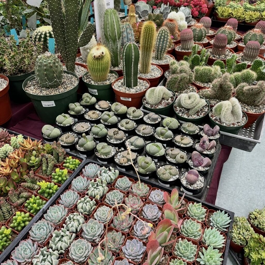 S.D. Cactus and Succulent Society prepares show and sale for Feb. 14 – San Diego Union-Tribune