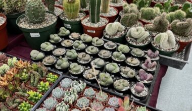 S.D. Cactus and Succulent Society prepares show and sale for Feb. 14 – San Diego Union-Tribune