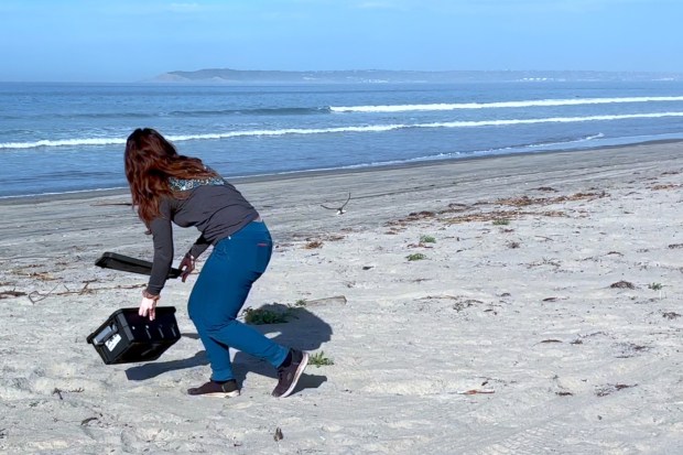A Western Snowy Plover that was rehabilitated at the San Diego Humane Society is released back into the wild on Thursday, February 5, 2026. (San Diego Humane Society)