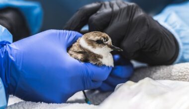 Rare bird released back into the wild in San Diego