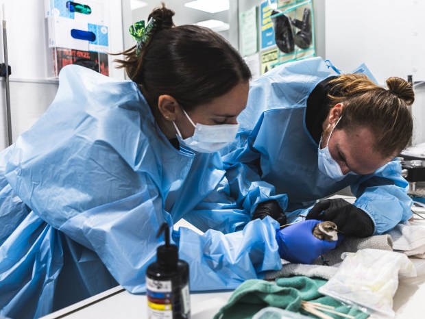 A Western Snowy Plover, a species of special concern in San Diego County, has returned to the wild following a successful rehabilitation at San Diego Humane Society's Pilar & Chuck Bahde Wildlife Center. (San Diego Humane Society)