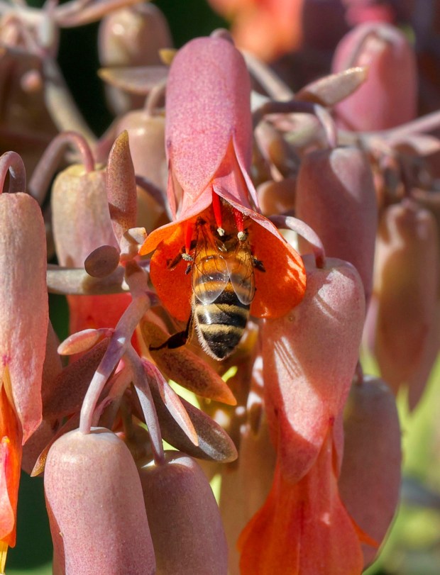 A bee ventures inside the bell-like blossom of a kalanchoe flower. The striking clusters of delicate blooms are a key attraction in the garden at the moment. (Charlie Neuman / For The San Diego Union-Tribune)