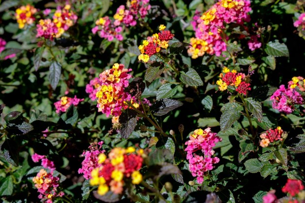 Colorful lantana plants catch the eye in Chambers' front yard. (Charlie Neuman / For The San Diego Union-Tribune)