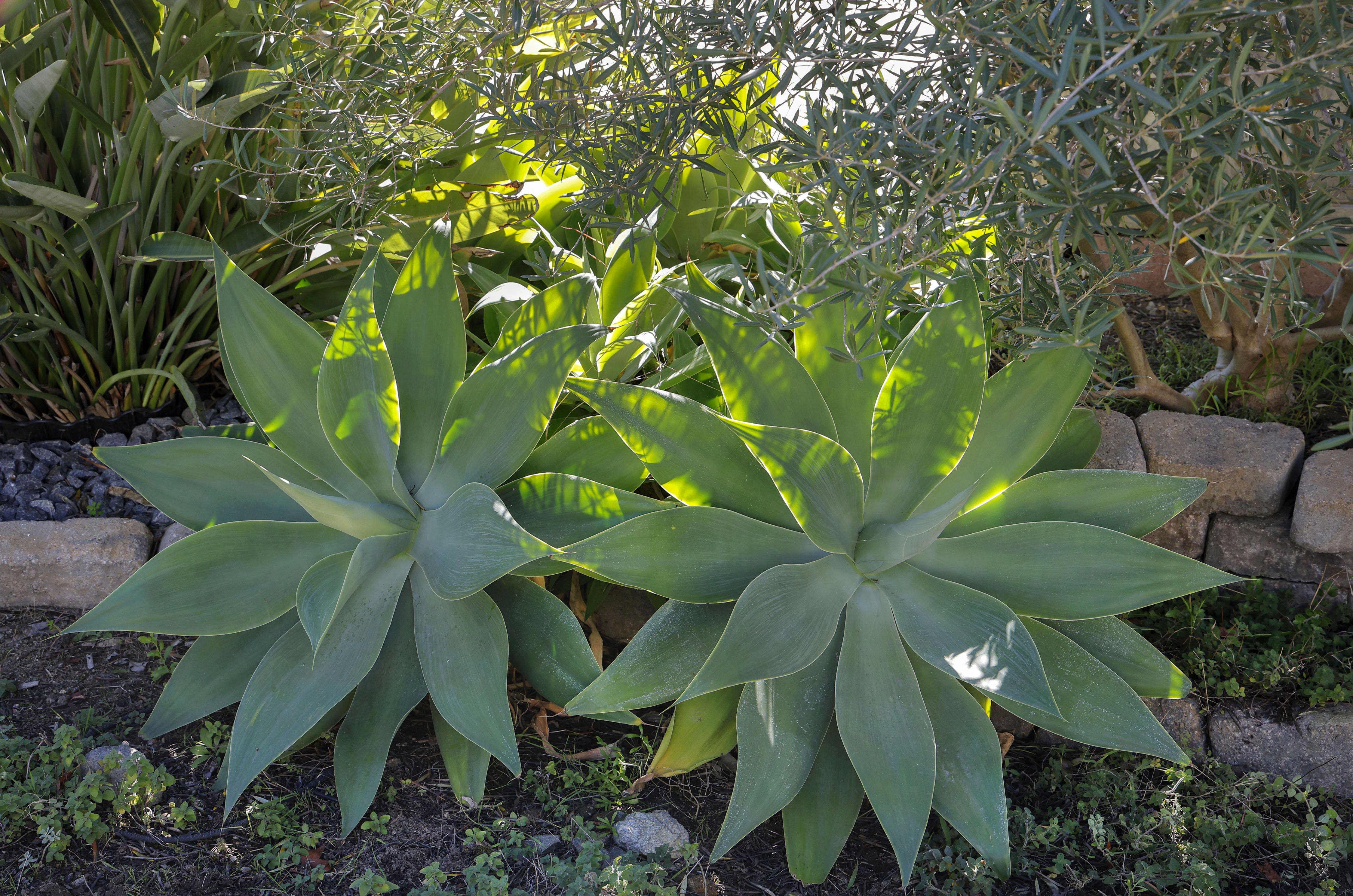 Morning sun shines though fruitless olive trees above, with two...