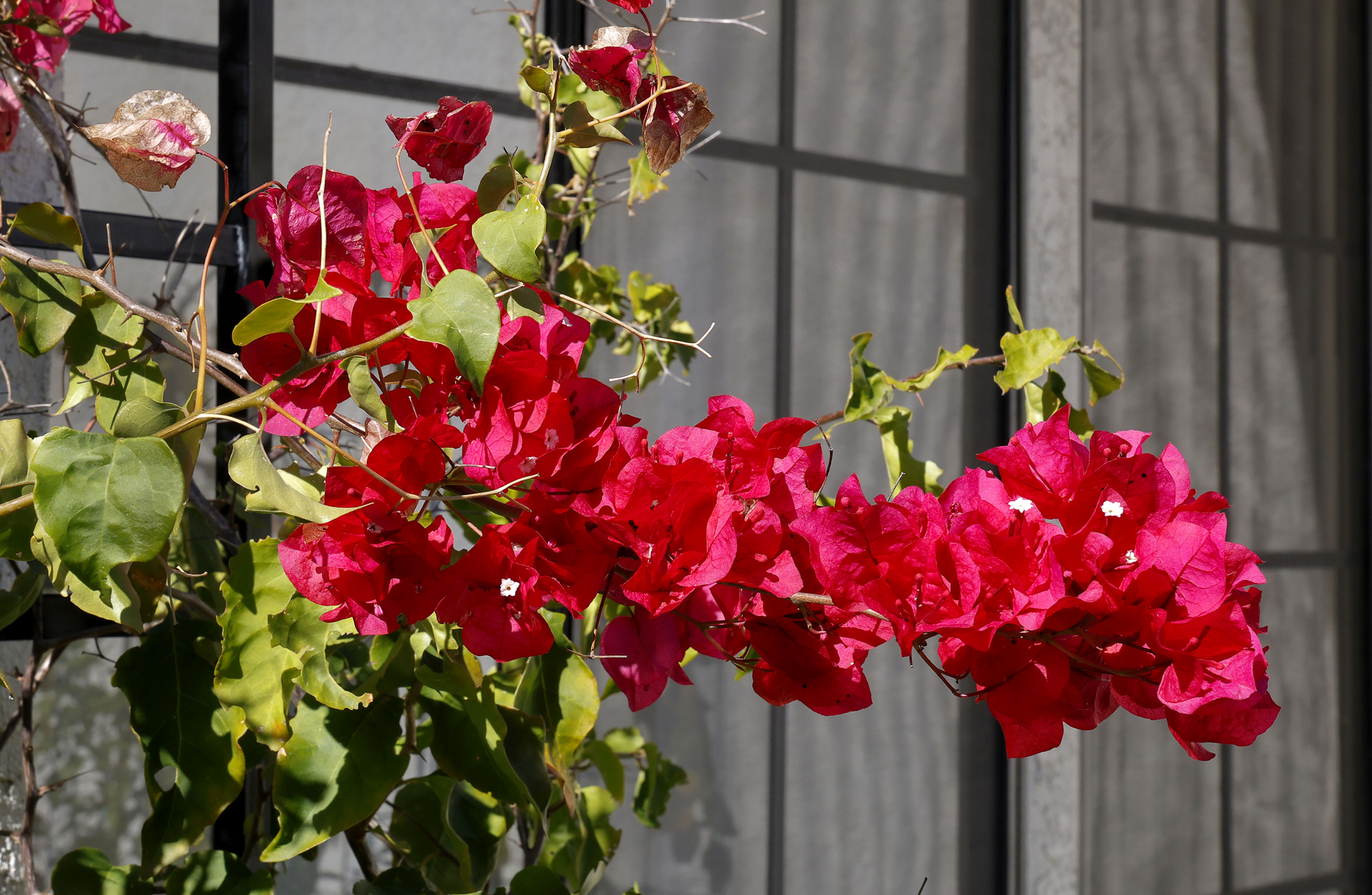 Bougainvillea in vivid bloom continues a wave of color that...