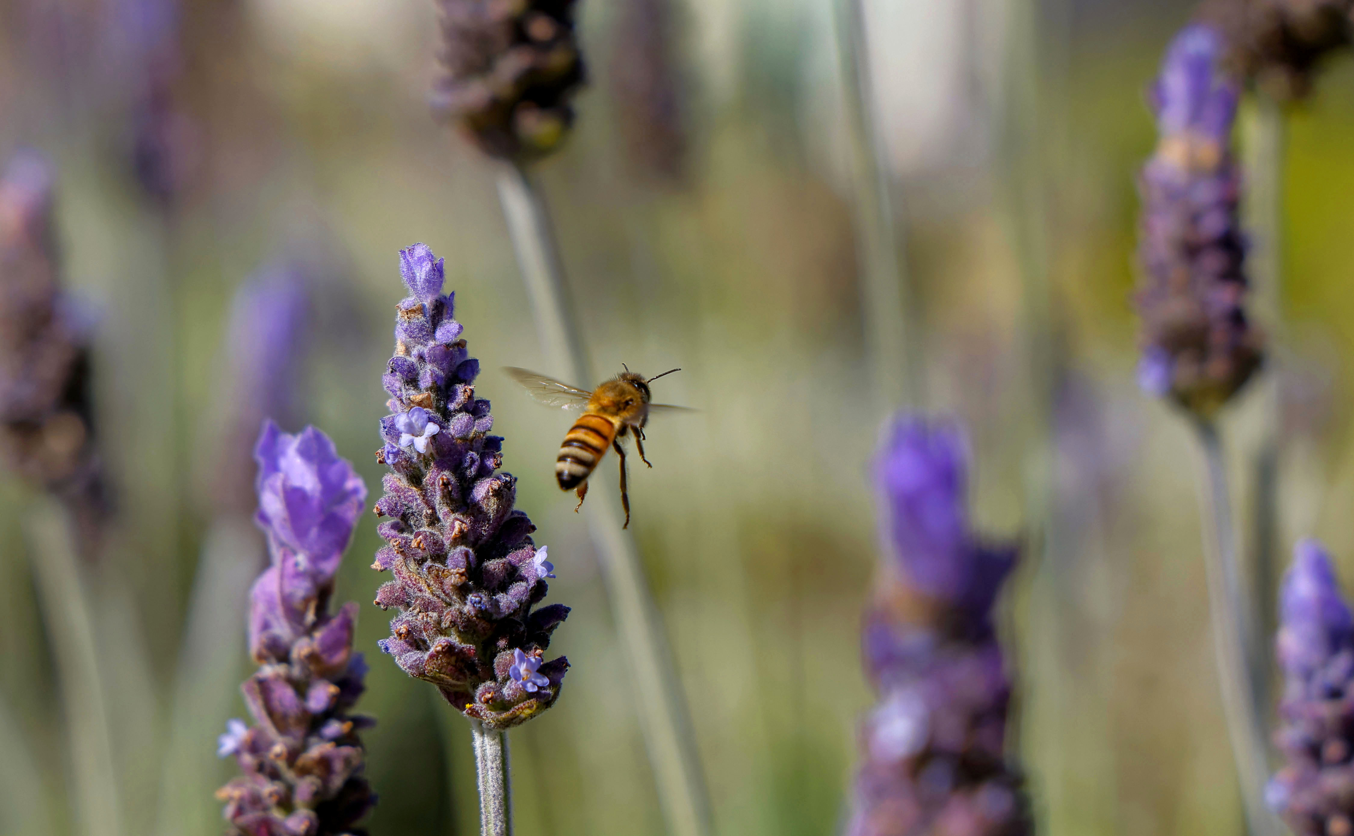 A bee hovers among lavender blooms, a drought tolerant mainstay...